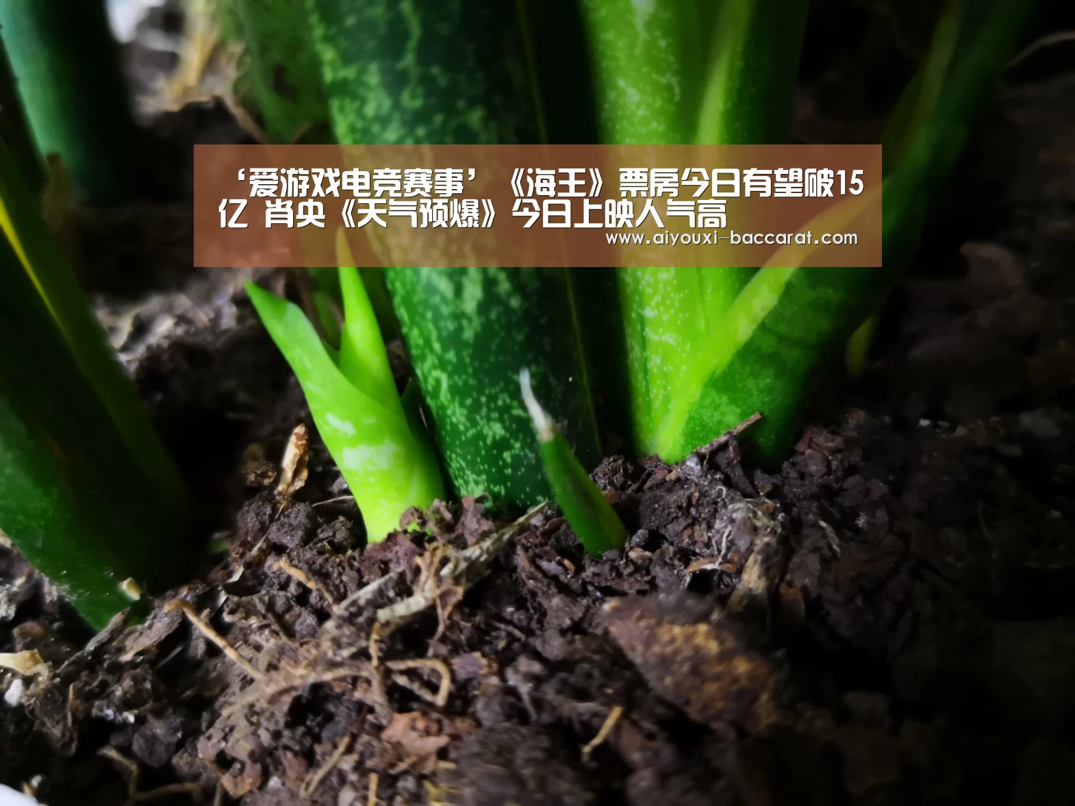 爱游戏电竞直播